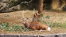 鹿,動物園,上野