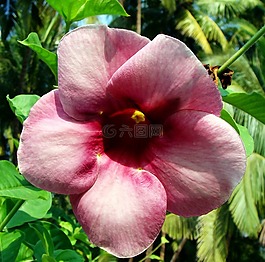allamanda,花,紫色