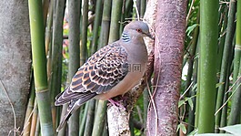 動物園,野生動物,鴿子