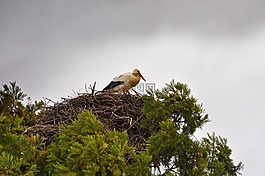 鹳,storchennest,鸟