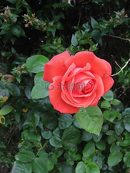 紅色,玫瑰,花