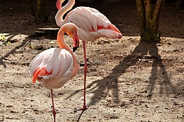 弗拉明戈,粉红色,phoenicopteriform