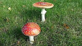 秋季,flugsvampar,大蘑菇