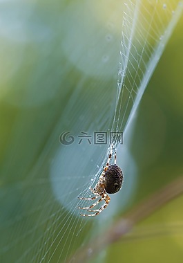 schilfradspinne,蜘蛛,角类肥蛛
