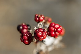 廠,漿果,床上