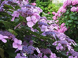 粉紅色,風(fēng)信子,花園