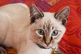 猫,猫的,可爱