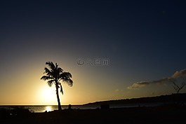 棕榈,日落,海