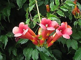 孟加拉小號藤,紅色的花,攀爬花卉