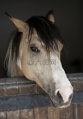 馬,動(dòng)物,肖像