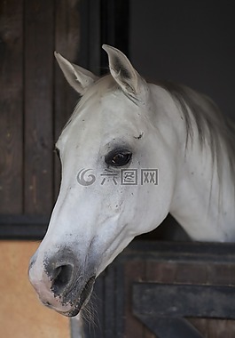 馬,動物,肖像