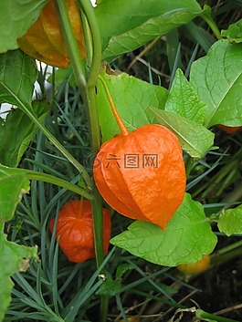 橙花,花園,葉子