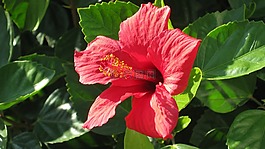 紅芙蓉,花的,植物