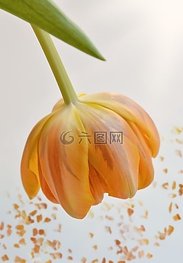 花,郁金香,橙