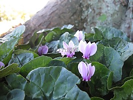 仙客來,紫色,粉紅色