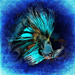 魚,水下,水族館