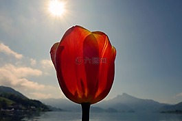 山,湖,鮮花