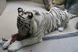 虎,動(dòng)物園,獸