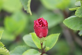 玫瑰,玫瑰花蕾,開花