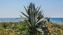 蘆薈,植物,仙人掌