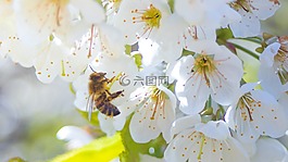 蜜蜂,花,開花