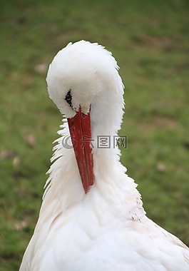 鸛,羽毛,鳥