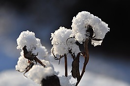 冬天,雪,科