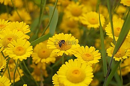 花,蜜蜂,黃色