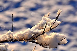 冬天,雪,科