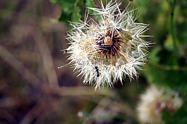花,蜜蜂,野花