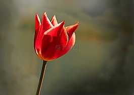 鮮花,郁金香,顏色