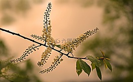 夏季,太陽,科