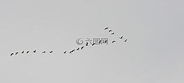 秋季,鳥,南
