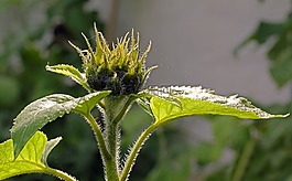 太陽花,植物,黃色