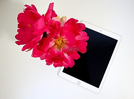 花,粉紅色,片劑