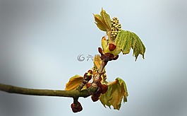 天空,板栗,芽