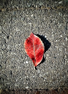 葉,混凝土,紅色