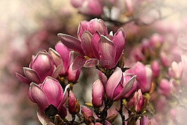 花,鮮花,樹