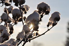 科,雪,背光