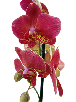 蘭花,紅色,孤立