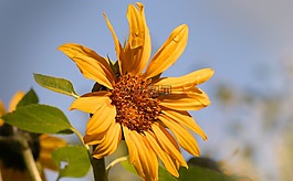 太陽花,天空,藍(lán)色