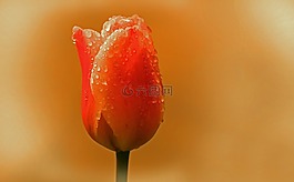 露水,露珠,厂