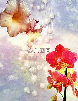 鮮花,熱帶,蘭花
