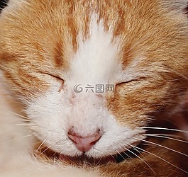 貓,動(dòng)物,可愛(ài)
