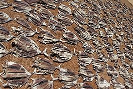 斯里蘭卡,魚,海灘