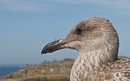 少年鷗,鳥,動物