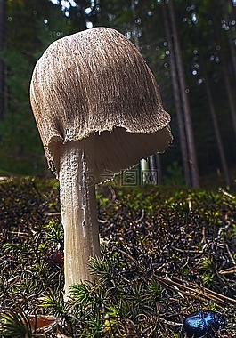 蘑菇,森林,苔
