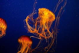 海蜇,羅盤(pán)水母,chrysaora hysoscella