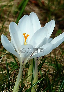 藏紅花,春天,性質(zhì)