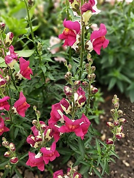 花,花園,夏天